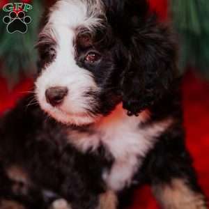 Whooper, Mini Bernedoodle Puppy